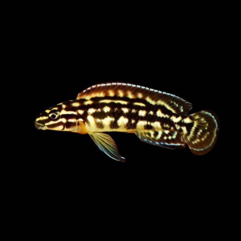 Marlieri Cichlid