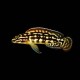 Marlieri Cichlid