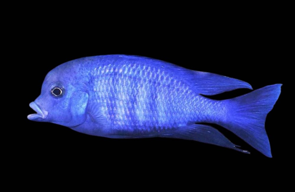 New Freshwater Arrivals!
