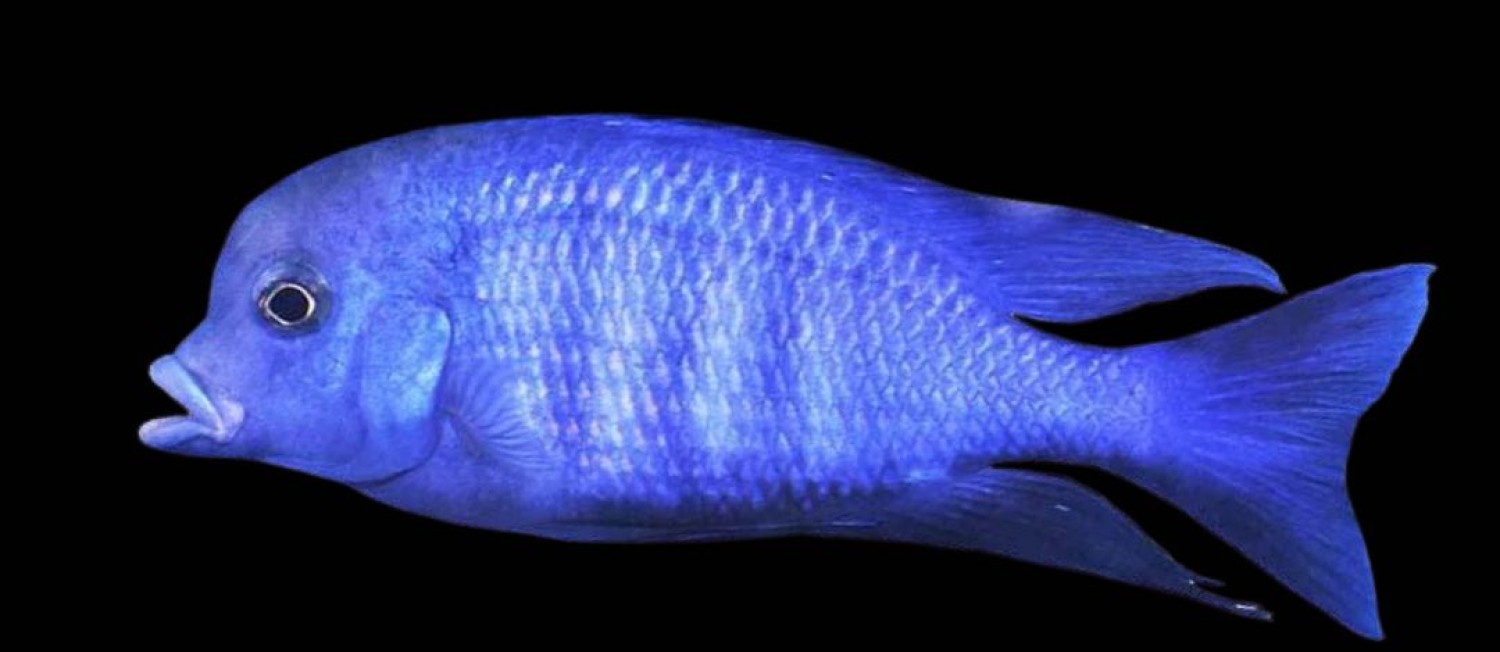 New Freshwater Arrivals!
