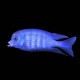 Moorii Cichlid