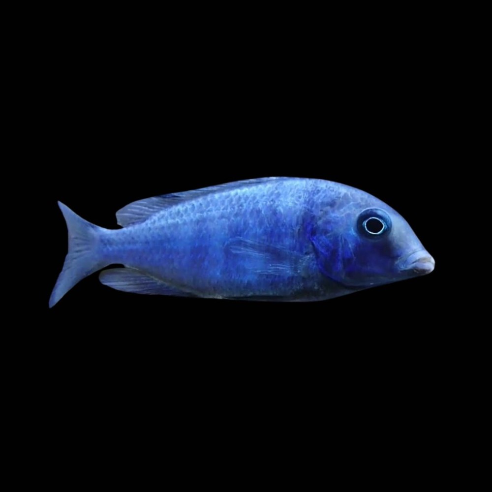 Moorii Cichlid