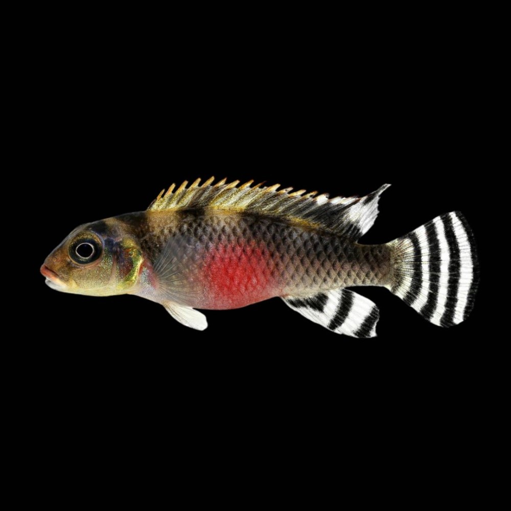 Nanochromis Cichlid