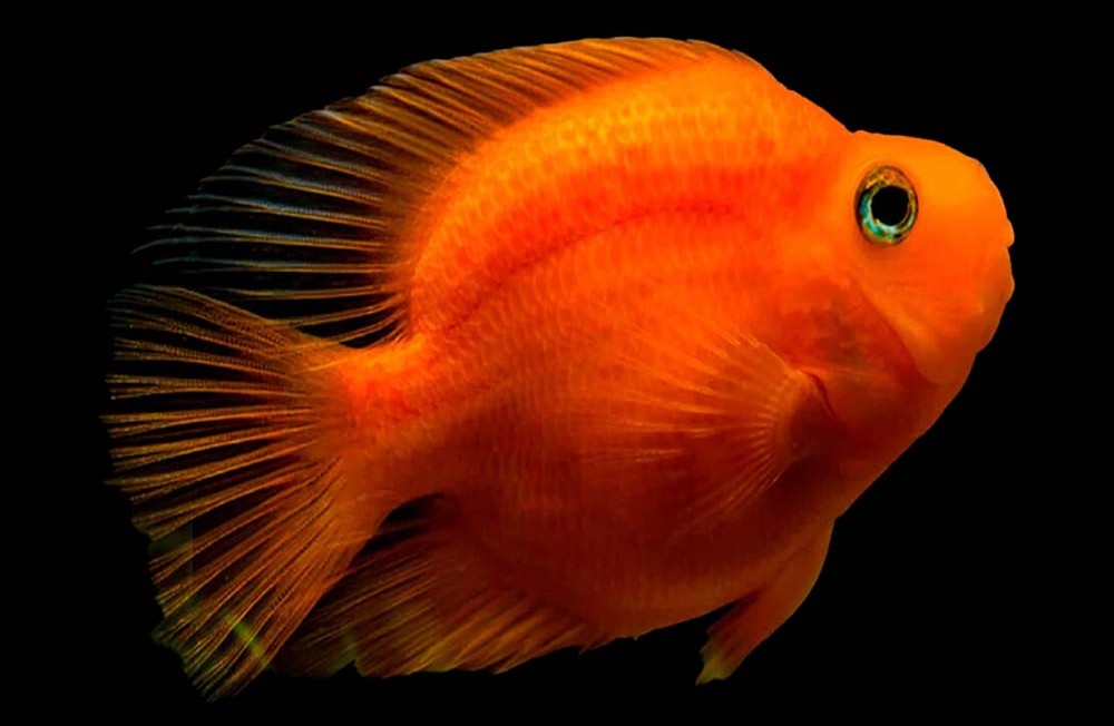 Our Newest Freshwater Arrivals!!