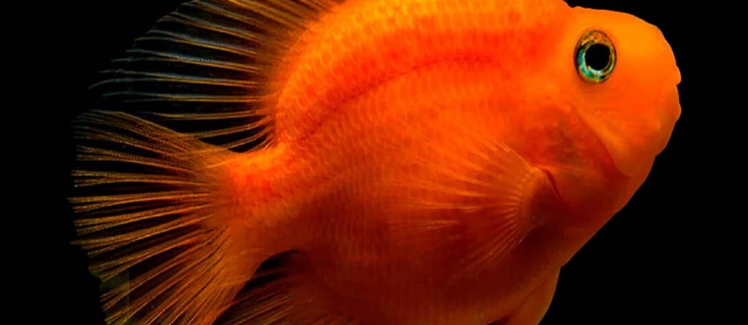Our Newest Freshwater Arrivals!!