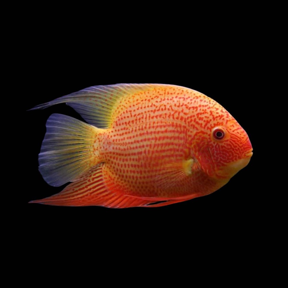 Red Spotted severum