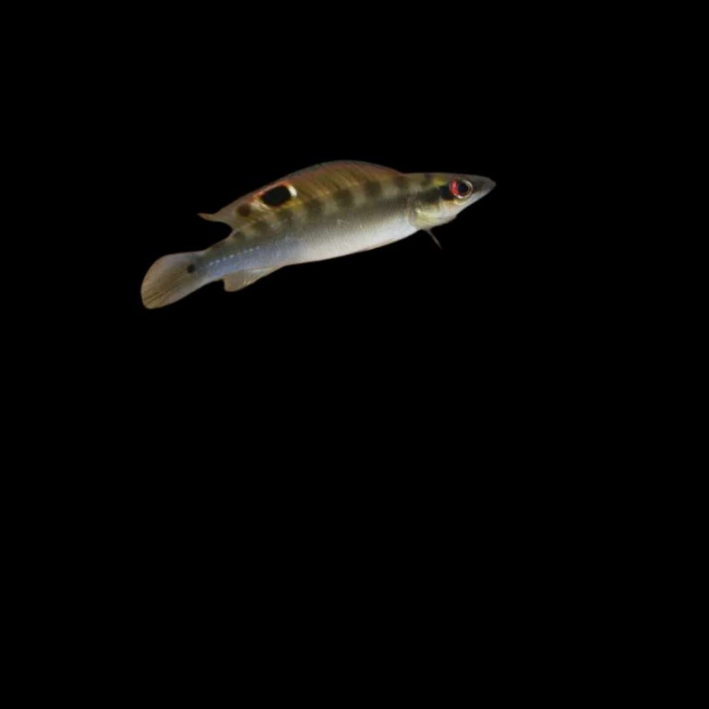 Regani Pike Cichlid Tapajos