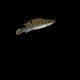 Regani Pike Cichlid Tapajos