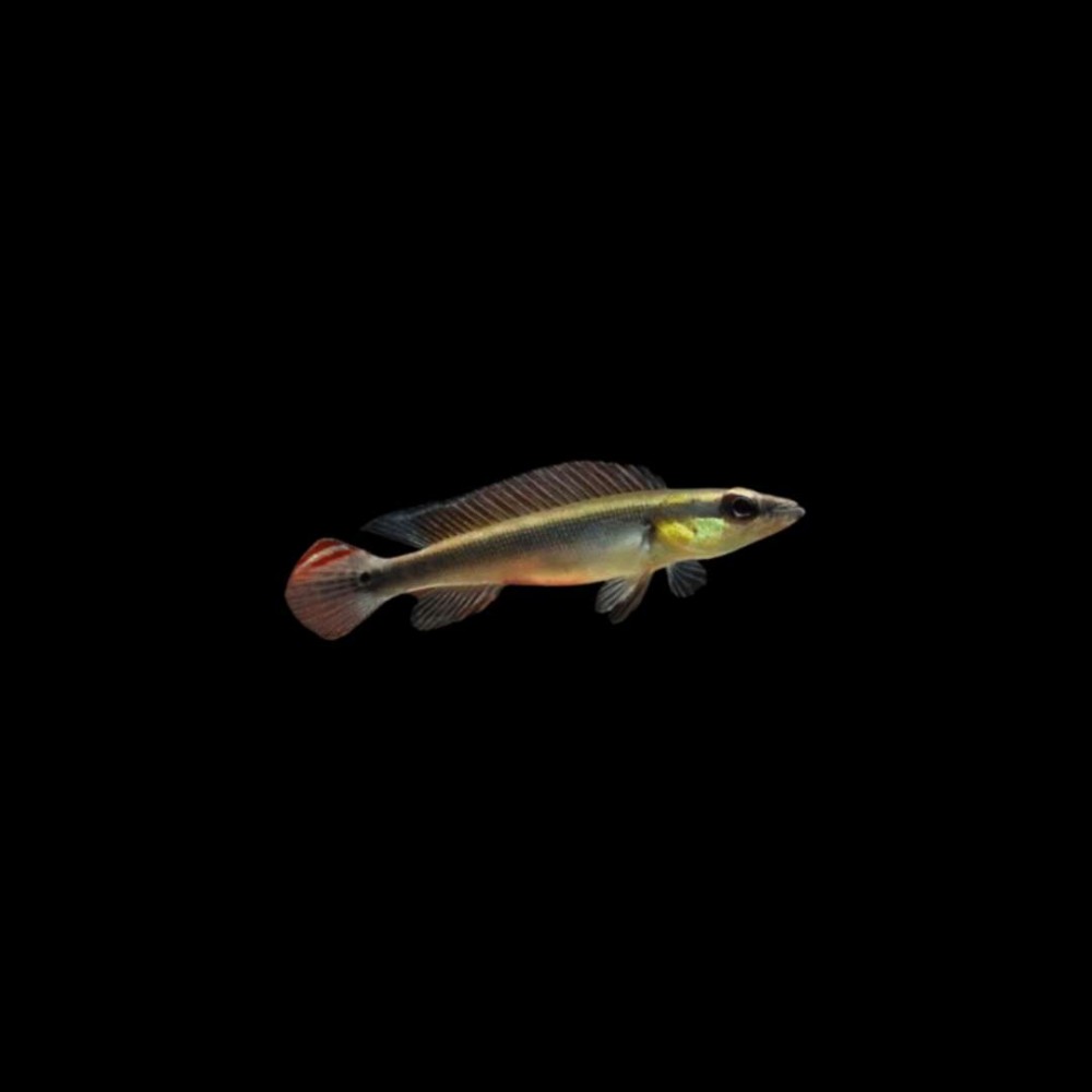 Regani Pike Cichlid Tapajos