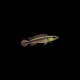 Regani Pike Cichlid Tapajos