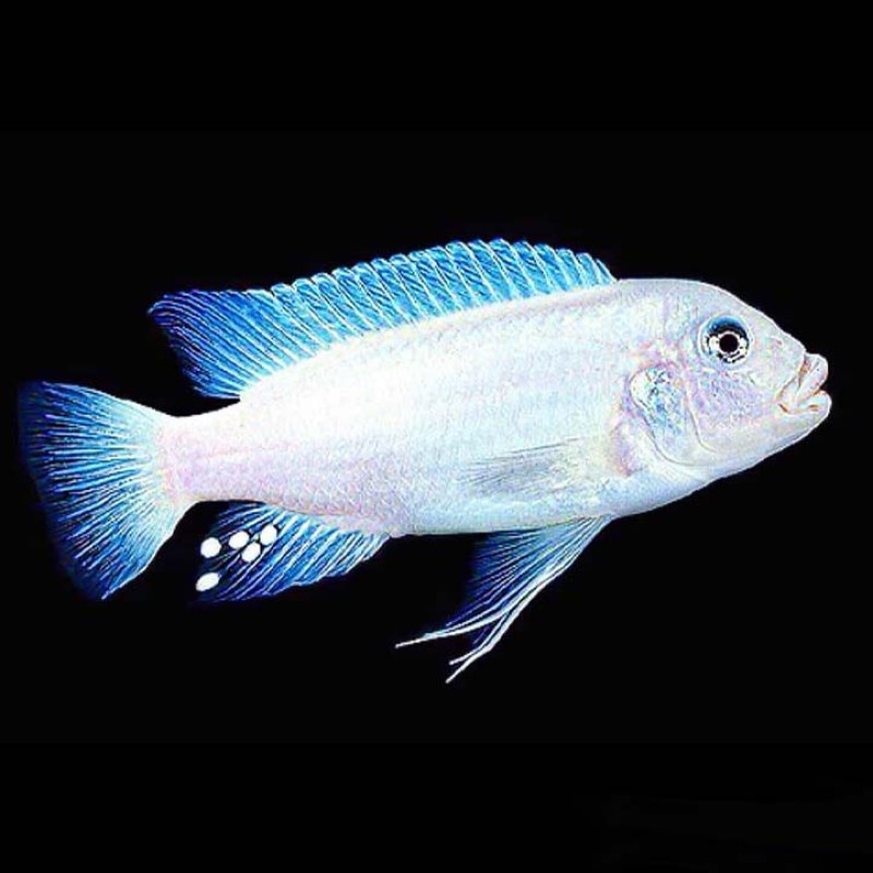 White Snow Cichlid