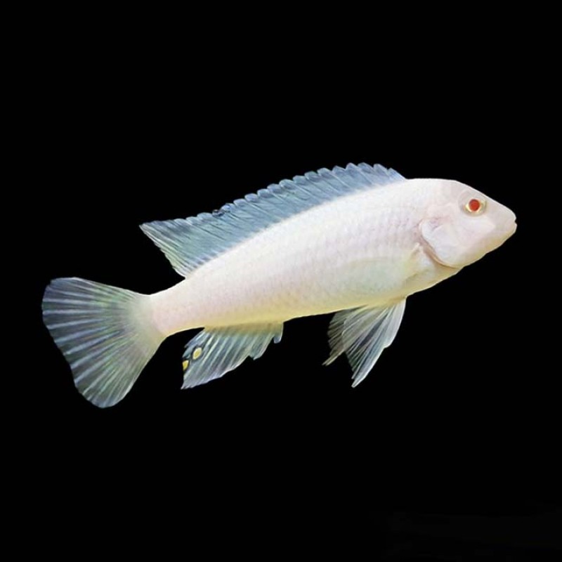 White Snow Cichlid