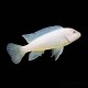 White Snow Cichlid