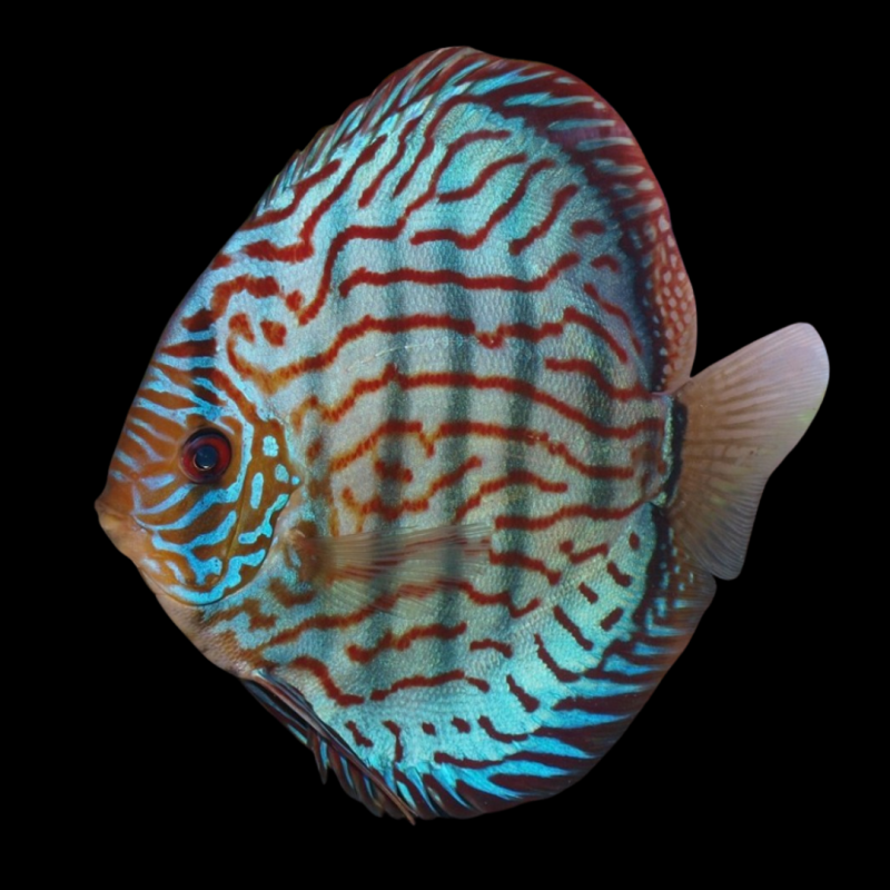 Brilliant Turquoise Discus