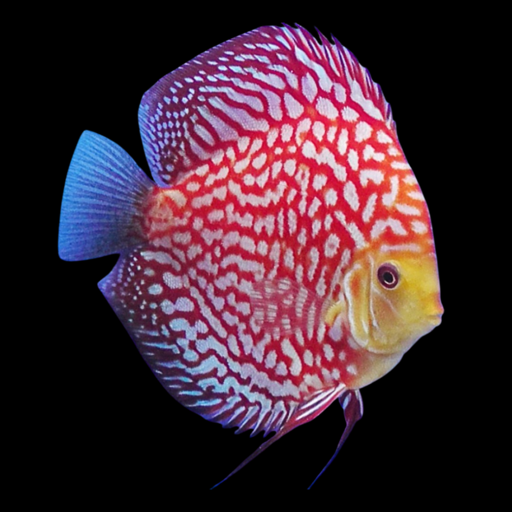 Checkerboard Discus - Small