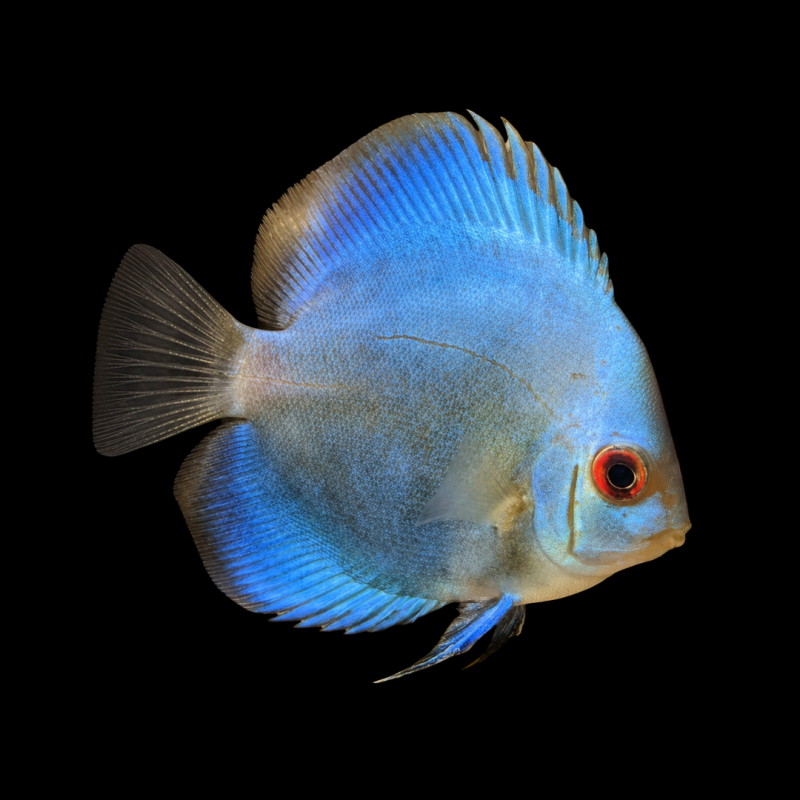 Cobalt Discus - Small