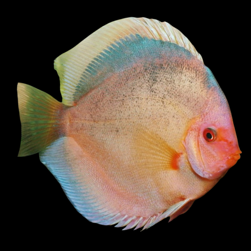 Dark Angel Discus