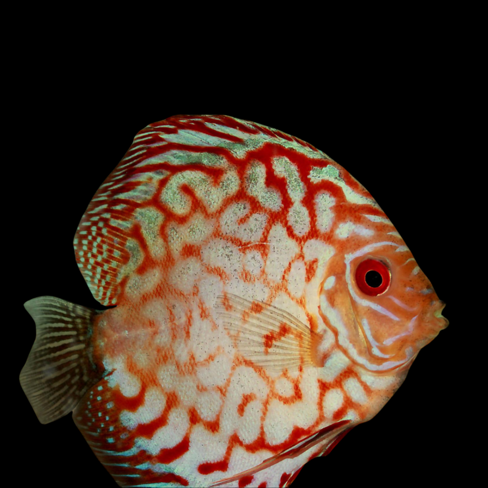 Pigeon Blood Discus