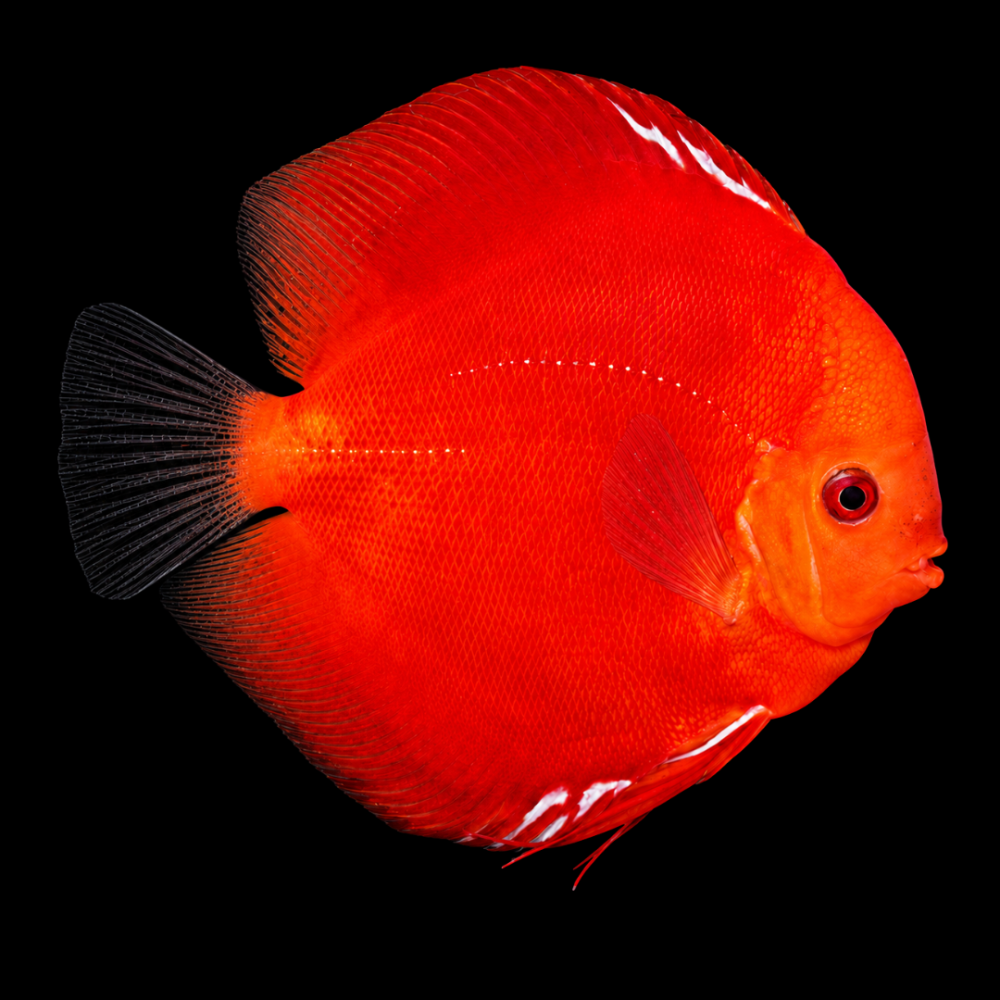 Red Marlboro Discus