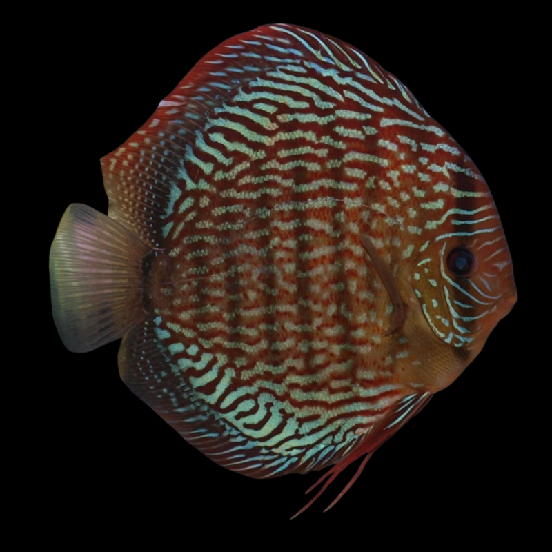 Red Scribble Discus