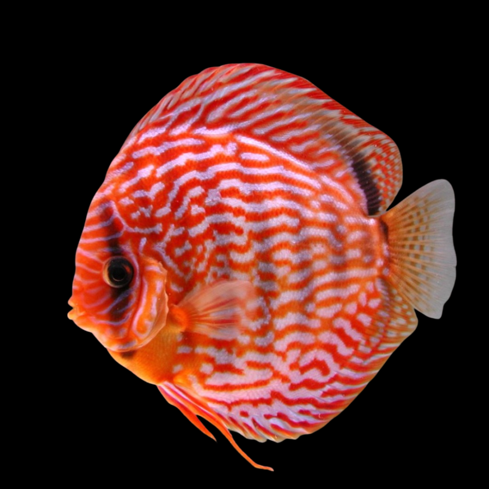 Red Turquoise Discus