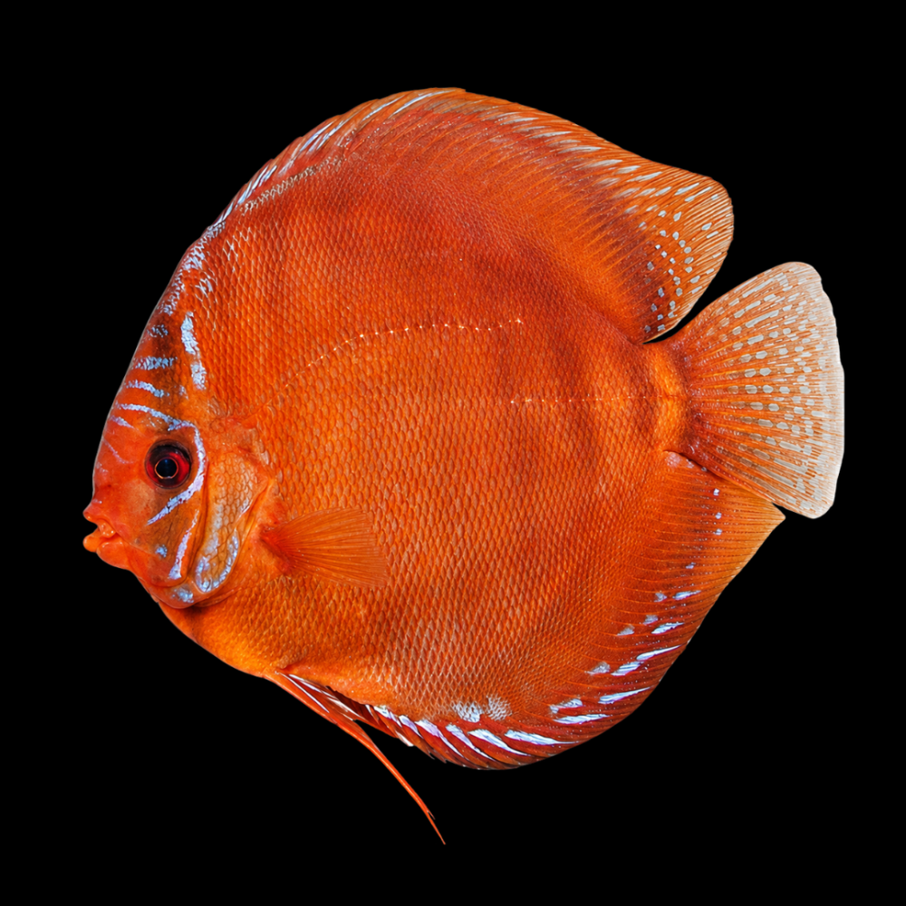 Santarem Discus