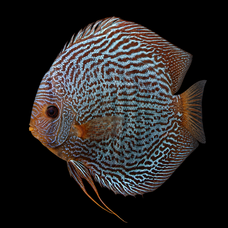Snakeskin Blue Discus