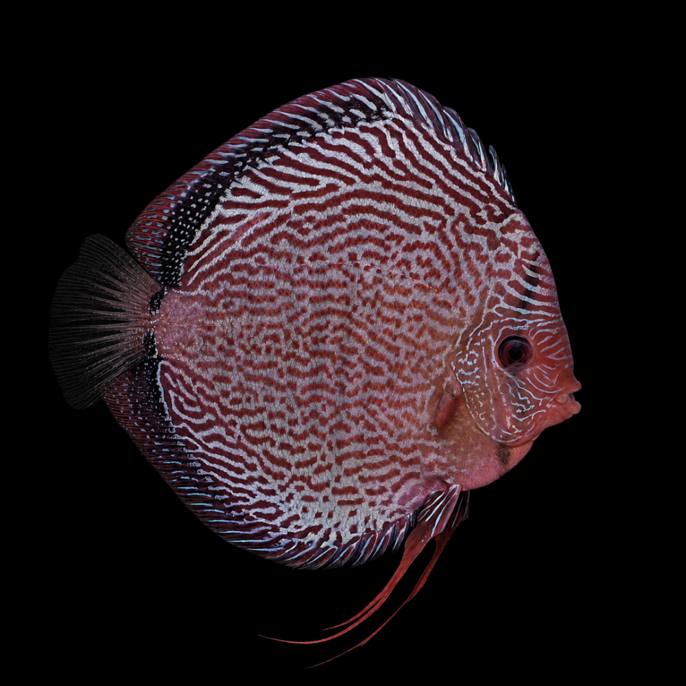 Snakeskin Red Discus