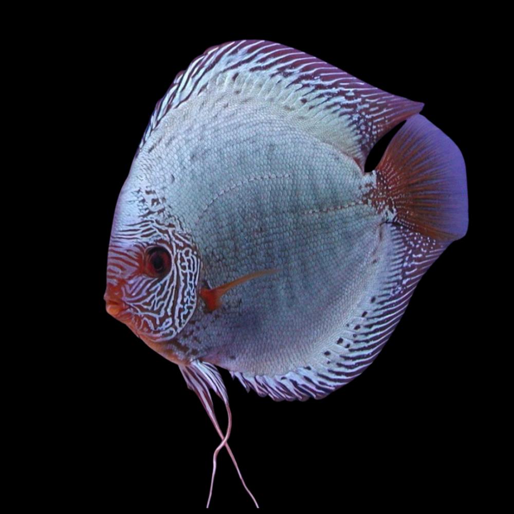 Solid Snakeskin Discus