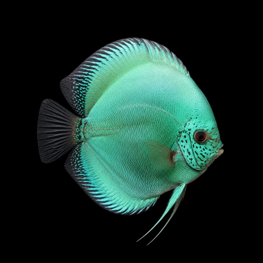 Solid Turquoise Discus
