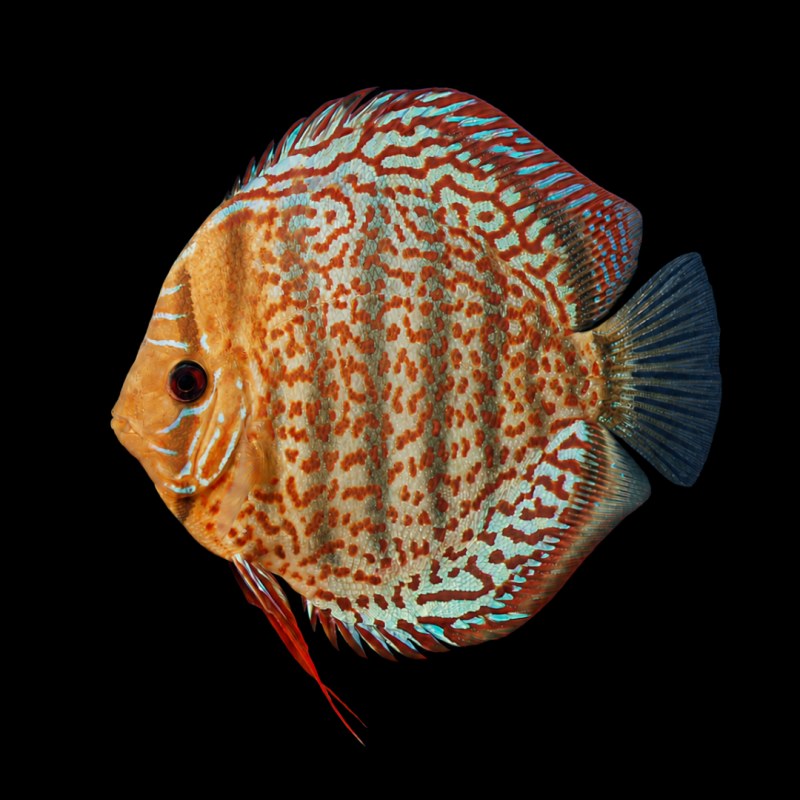 Tefe Discus
