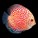 Discus