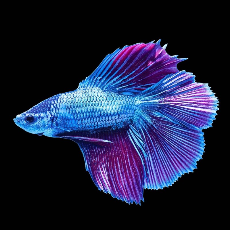 Double tail Betta