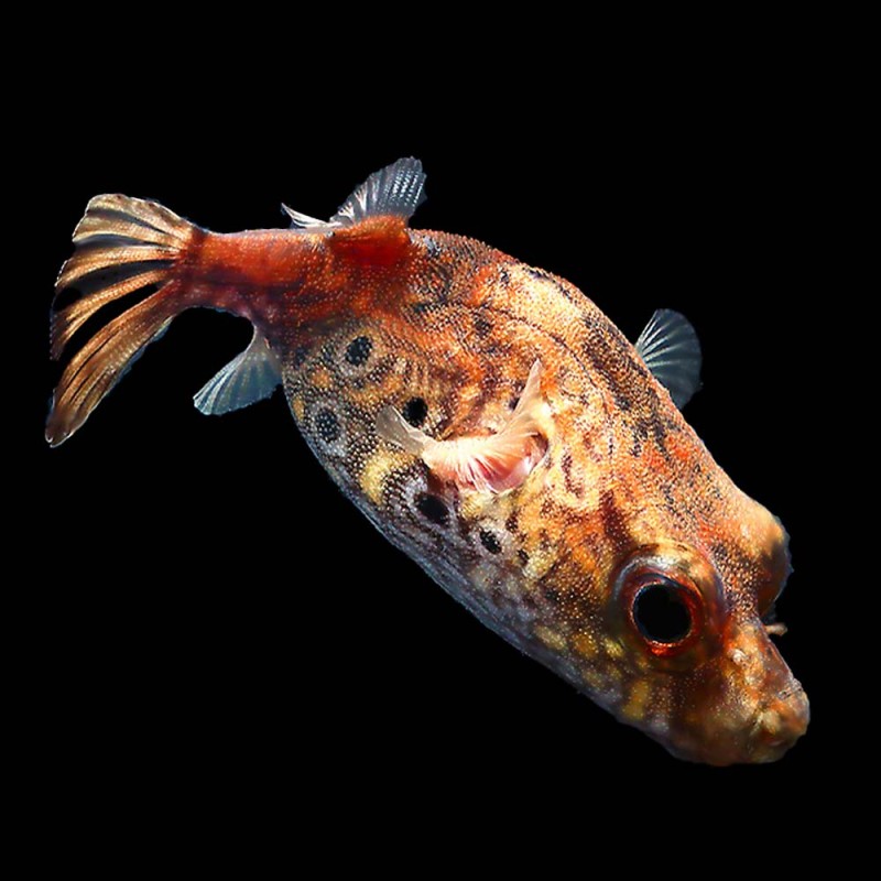 Dragon Puffer 