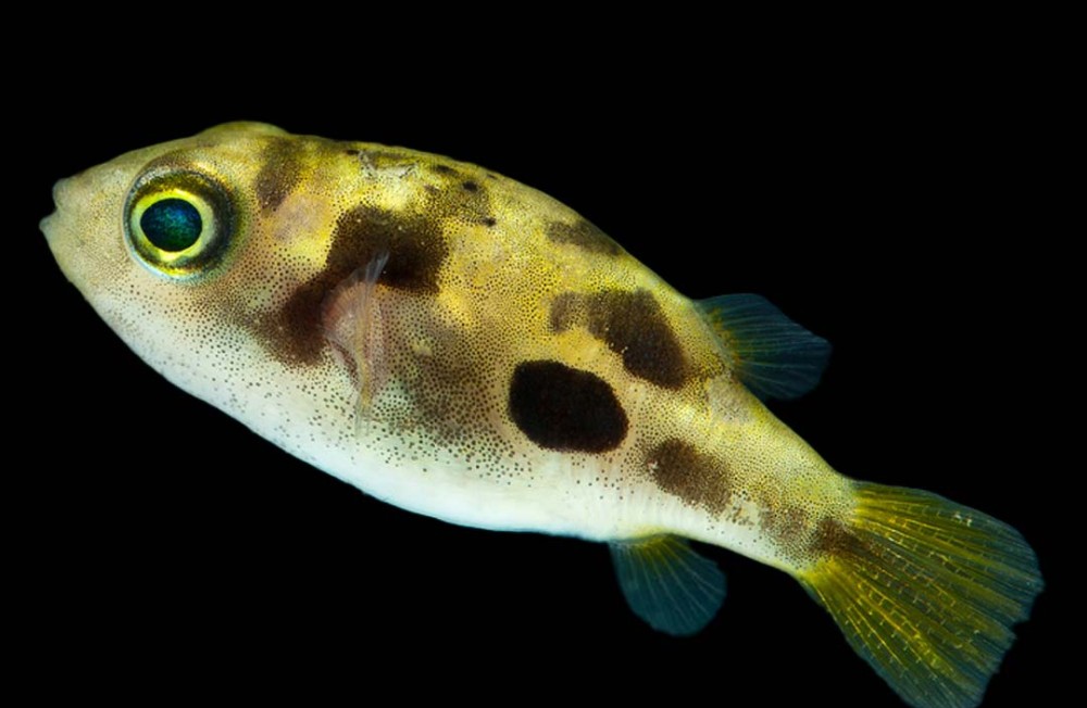 New Freshwater fish!