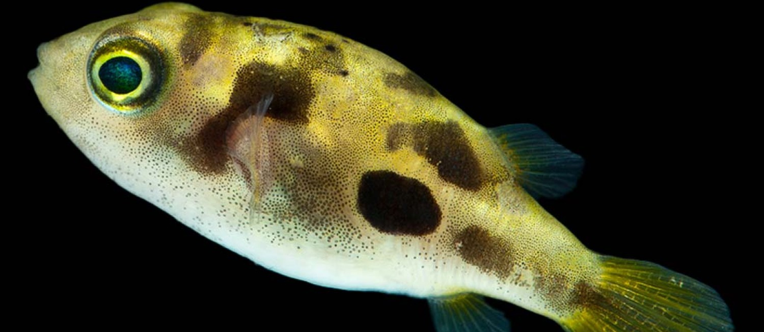 New Freshwater fish!
