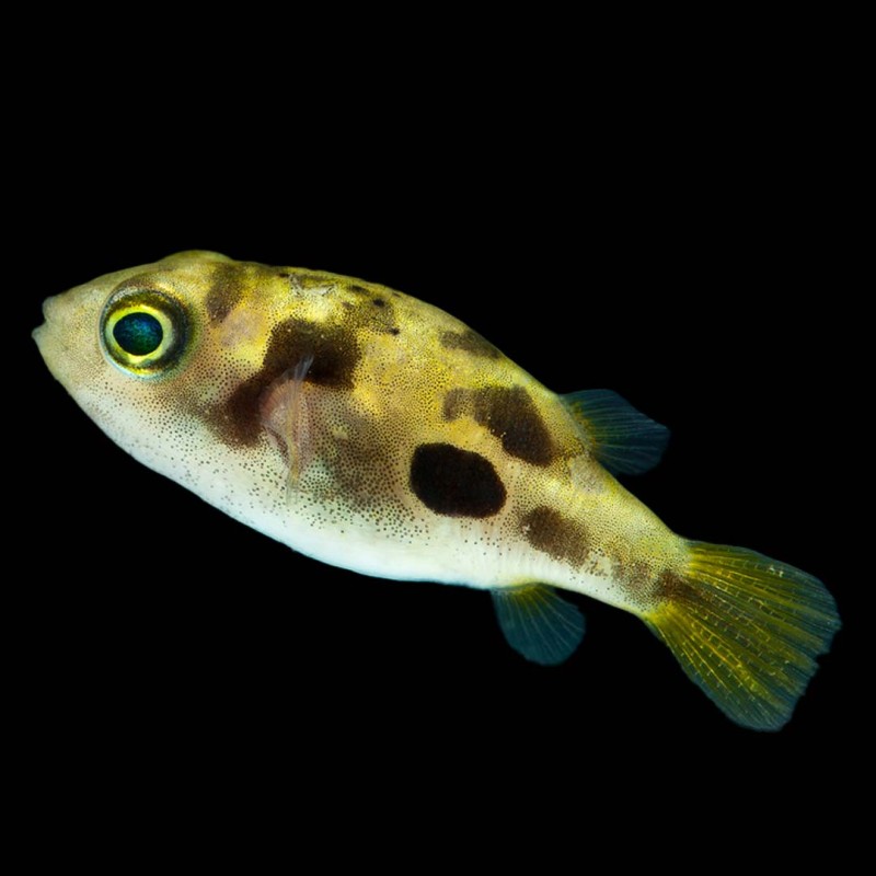 Dwarf Puffer