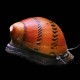 Spotted Nerite Snail