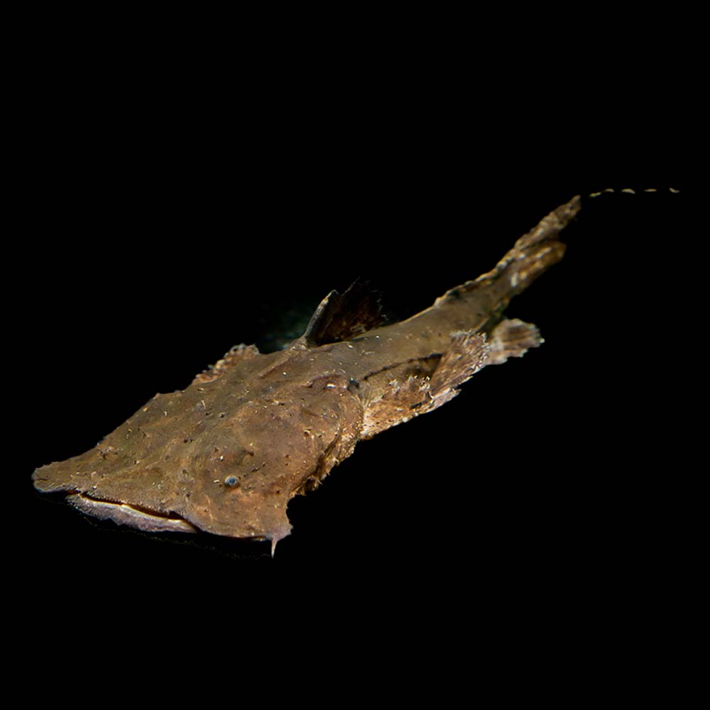 Frogmouth Catfish
