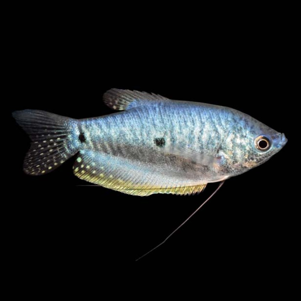 Blue Gourami
