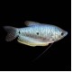 Blue Gourami