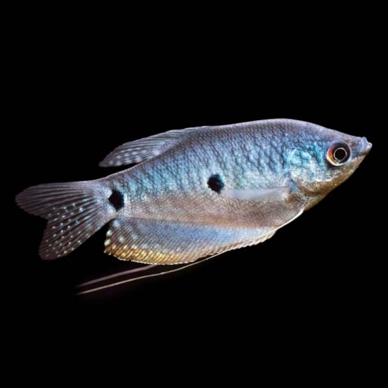 Blue Gourami