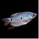 Blue Gourami