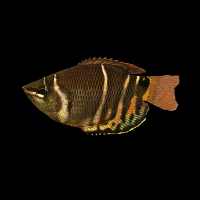 Chocolate Gourami