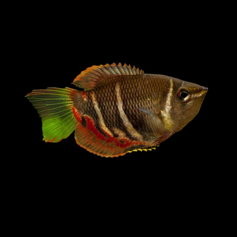 Chocolate Gourami