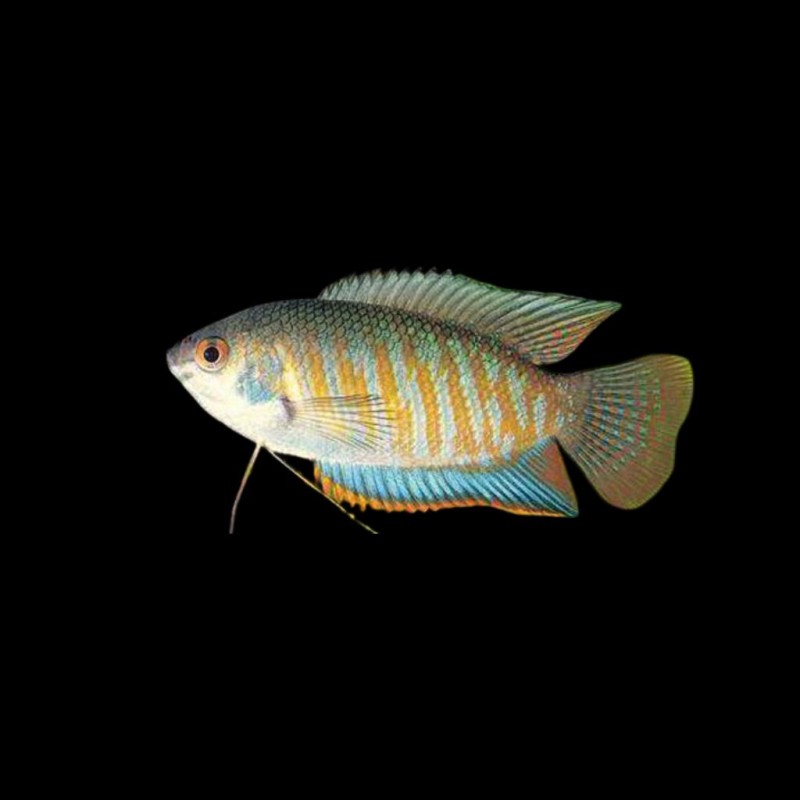 Indian Banded Gourami