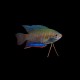 Indian Banded Gourami