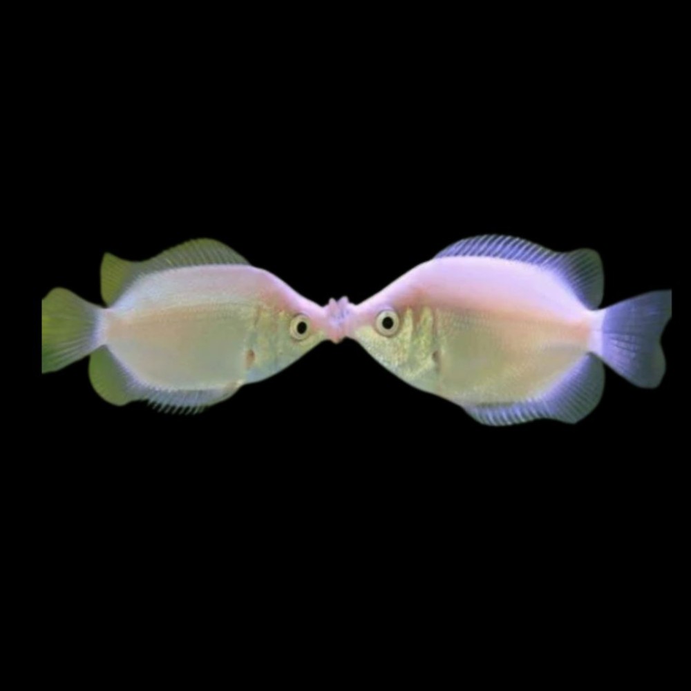 Kissing Gourami