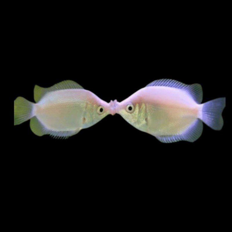 Kissing Gourami