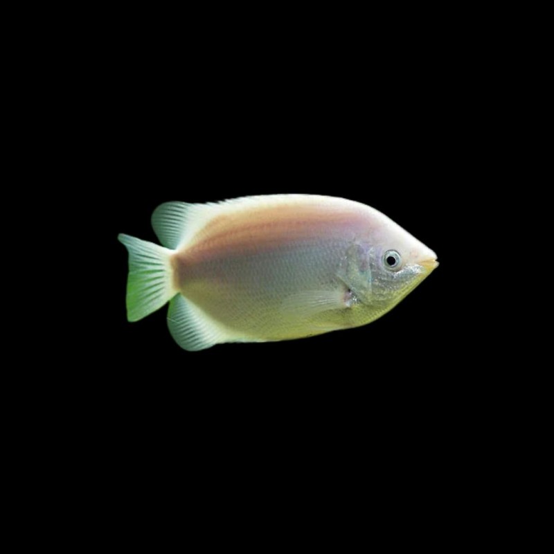 Kissing Gourami